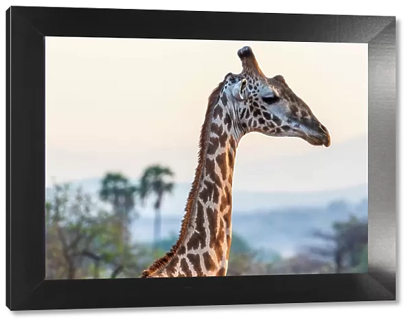 Africa, Tanzania, Ruaha National Park. Msai Giraffe