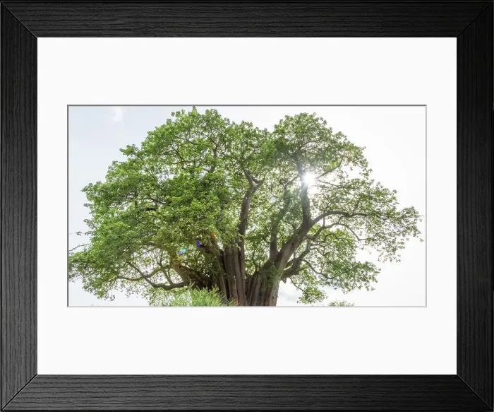 Framed Print : Africa, Tanzania, Manyara Region. A baobab Framed Print : Africa, Tanzania, Manyara Region. A baobab