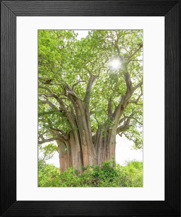 Framed Print : Africa, Tanzania, Manyara Region. A baobab Framed Print : Africa, Tanzania, Manyara Region. A baobab