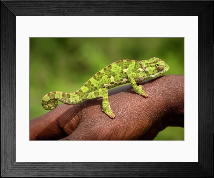 Framed Print : Africa, Tanzania, Manyara Region. A chameleon on the hand of a local person Framed Print : Africa, Tanzania, Manyara Region. A chameleon on the hand of a local person
