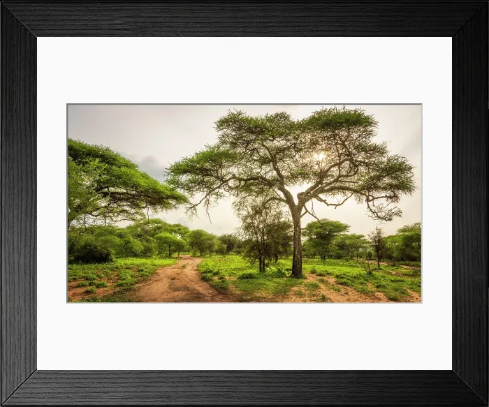 Framed Print : Africa, Tanzania, Manyara Region. A bushroad in the forest Framed Print : Africa, Tanzania, Manyara Region. A bushroad in the forest