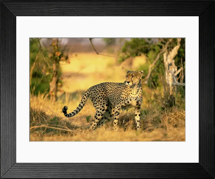 Framed Print : Cheetah, Hwange National Park, Zimbabwe