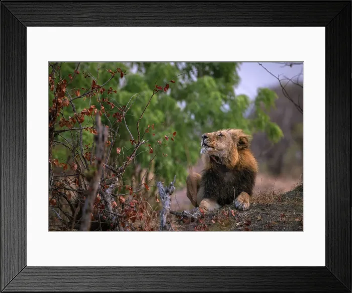 Framed Print : Lion, Hwange National Park, Zimbabwe Framed Print : Lion, Hwange National Park, Zimbabwe