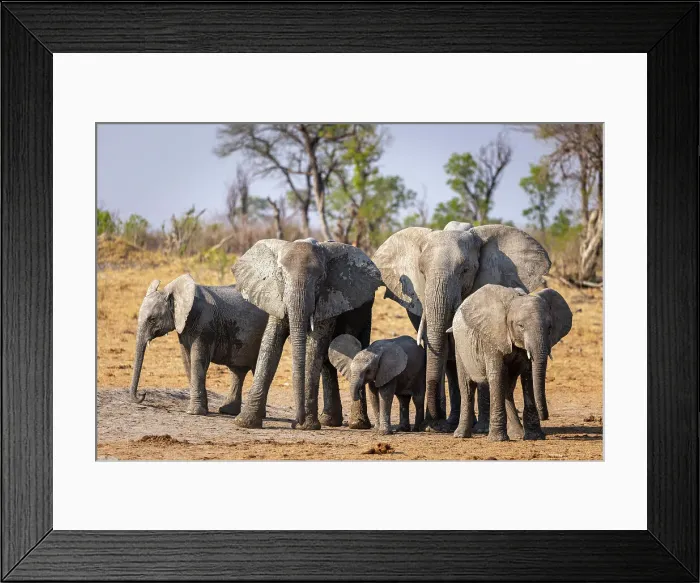 Framed Print : Elephant herd, Hwange National Park, Zimbabwe Framed Print : Elephant herd, Hwange National Park, Zimbabwe