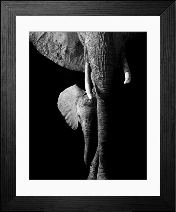 Framed Print : Elephant, Hwange National Park, Zimbabwe Framed Print : Elephant, Hwange National Park, Zimbabwe