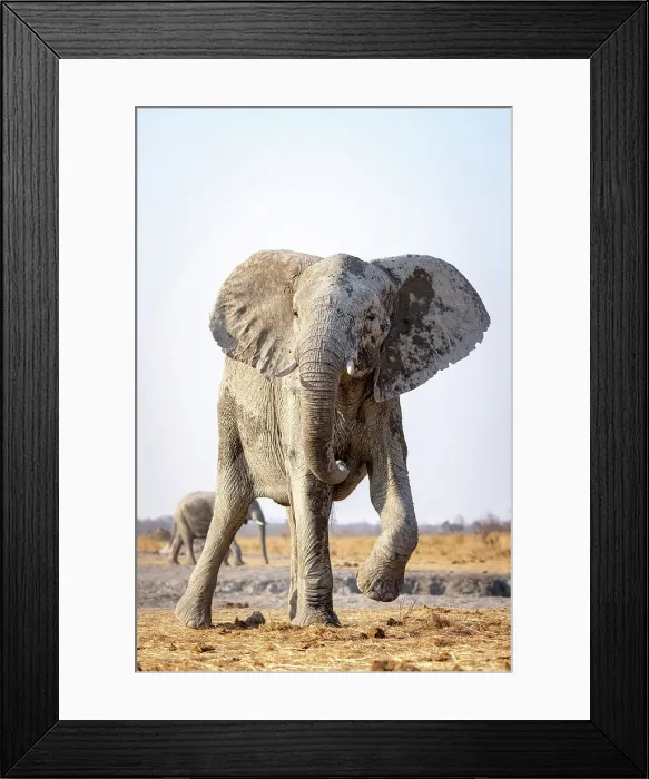 Framed Print : Elephant, Hwange National Park, Zimbabwe Framed Print : Elephant, Hwange National Park, Zimbabwe