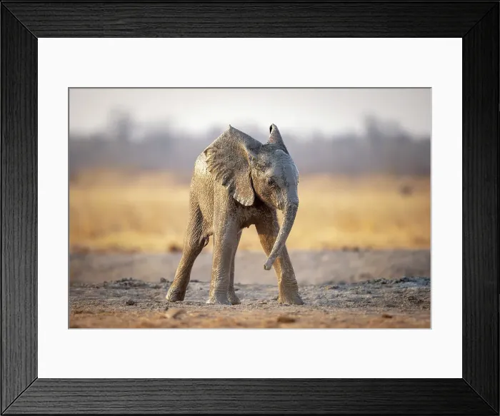 Framed Print : Elephant, Hwange National Park, Zimbabwe Framed Print : Elephant, Hwange National Park, Zimbabwe