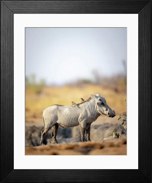 Framed Print : Warthog, Hwange National Park, Zimbabwe Framed Print : Warthog, Hwange National Park, Zimbabwe