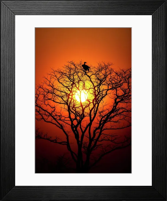 Framed Print : Vulture, Hwange National Park, Zimbabwe Framed Print : Vulture, Hwange National Park, Zimbabwe