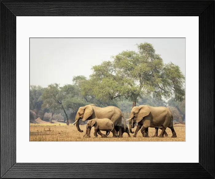 Framed Print : Elephant, Mana Pools National Park, Zimbabwe Framed Print : Elephant, Mana Pools National Park, Zimbabwe