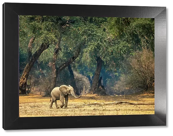 Elephant, Mana Pools National Park, Zimbabwe