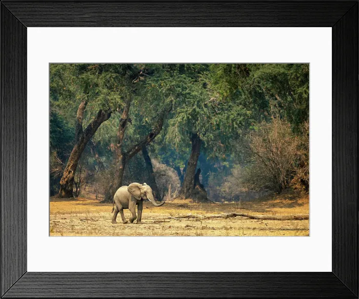 Framed Print : Elephant, Mana Pools National Park, Zimbabwe