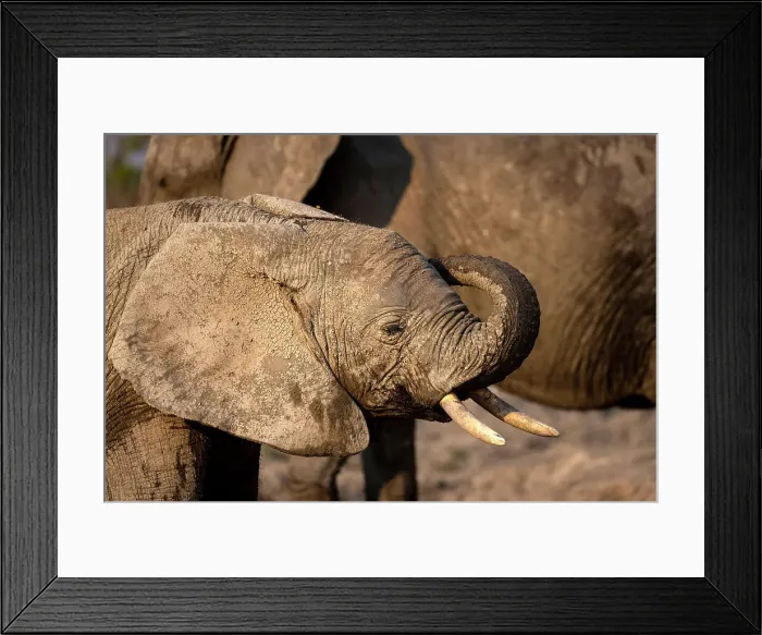 Framed Print : Elephant, Hwange National Park, Zimbabwe