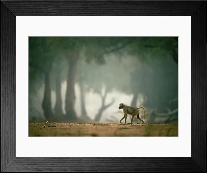 Framed Print : Baboon, Mana Pools National Park, Zimbabwe Framed Print : Baboon, Mana Pools National Park, Zimbabwe