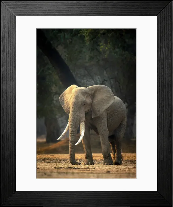 Framed Print : Elephant, Mana Pools National Park, Zimbabwe Framed Print : Elephant, Mana Pools National Park, Zimbabwe