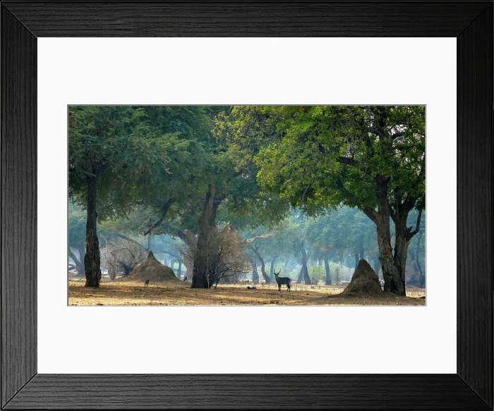 Framed Print : Waterbuck, Mana Pools National Park, Zimbabwe Framed Print : Waterbuck, Mana Pools National Park, Zimbabwe