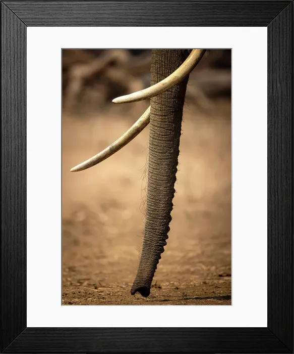 Framed Print : Elephant, Mana Pools National Park, Zimbabwe Framed Print : Elephant, Mana Pools National Park, Zimbabwe