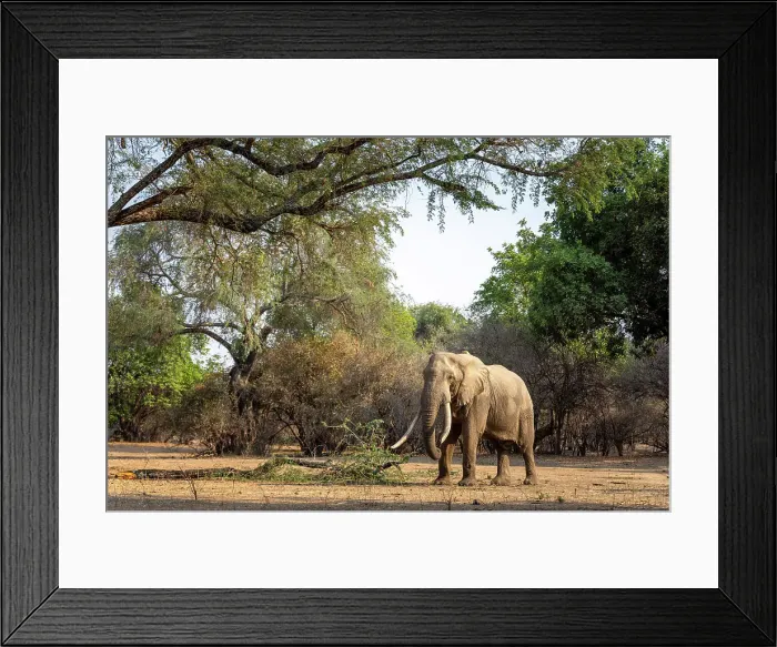 Framed Print : Elephant, Mana Pools National Park, Zimbabwe