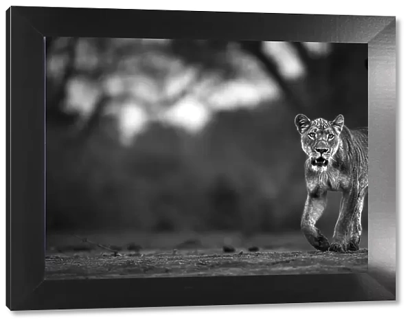 Lion, Mana Pools National Park, Zimbabwe