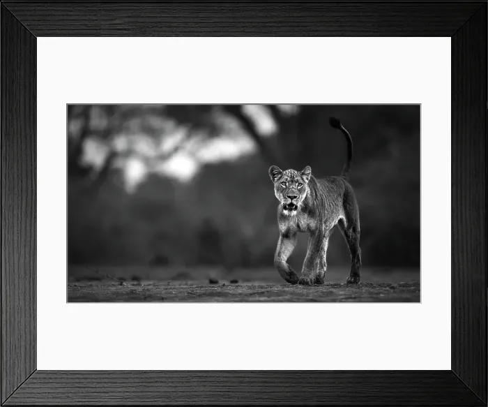 Framed Print : Lion, Mana Pools National Park, Zimbabwe Framed Print : Lion, Mana Pools National Park, Zimbabwe