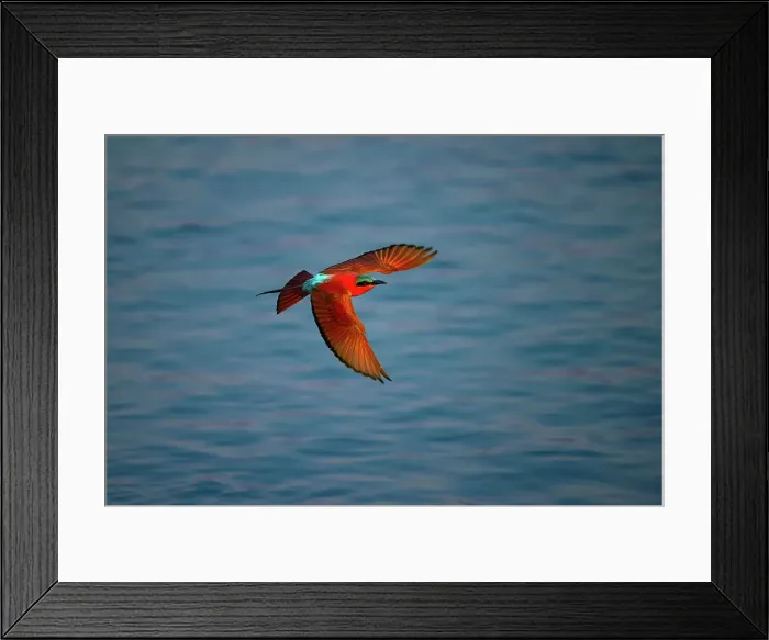 Framed Print : Carmine Bee Eater, Mana Pools National Park, Zimbabwe Framed Print : Carmine Bee Eater, Mana Pools National Park, Zimbabwe