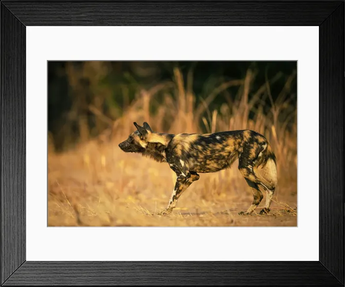 Framed Print : Wild Dog, Mana Pools National Park, Zimbabwe