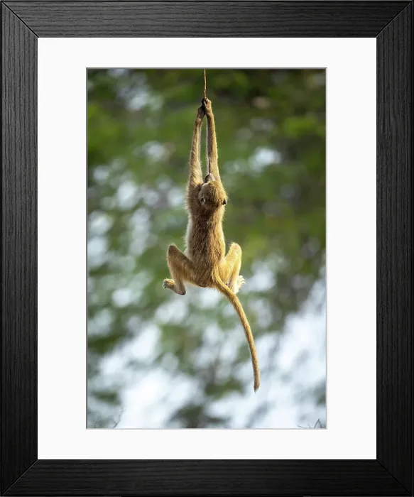 Framed Print : Baboon, Mana Pools National Park, Zimbabwe Framed Print : Baboon, Mana Pools National Park, Zimbabwe
