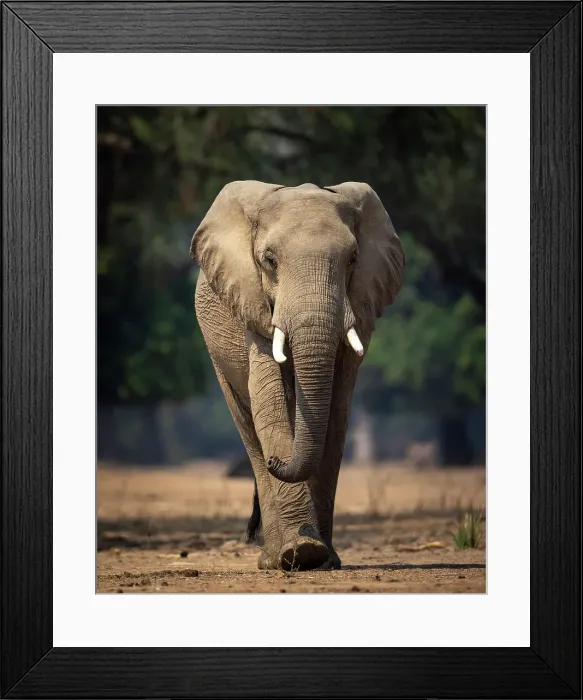 Framed Print : Elephant, Mana Pools National Park, Zimbabwe Framed Print : Elephant, Mana Pools National Park, Zimbabwe