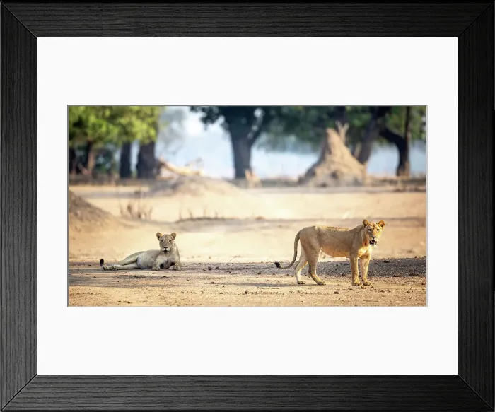 Framed Print : Lion, Mana Pools National Park, Zimbabwe Framed Print : Lion, Mana Pools National Park, Zimbabwe