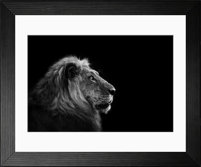 Framed Print : Lion, Mana Pools National Park, Zimbabwe Framed Print : Lion, Mana Pools National Park, Zimbabwe