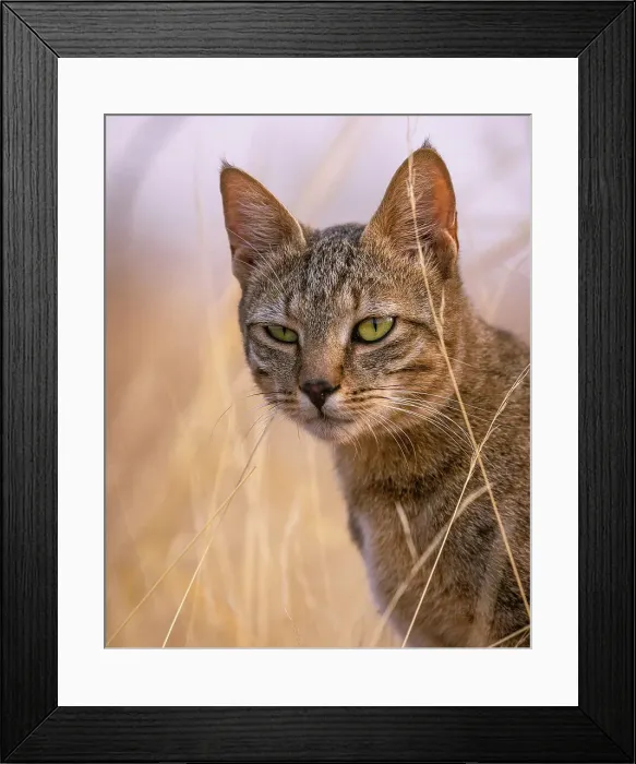 Framed Print : African Wild Cat, Hwange National Park, Zimbabwe Framed Print : African Wild Cat, Hwange National Park, Zimbabwe