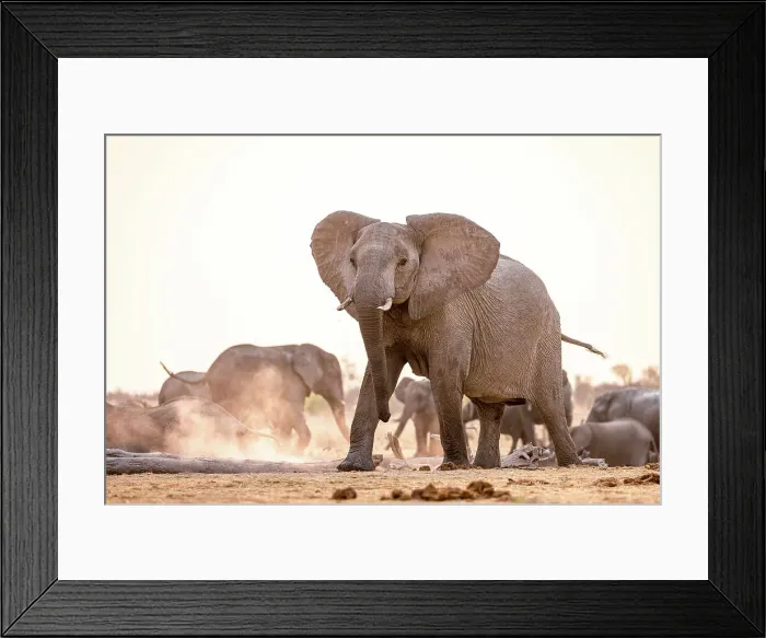Framed Print : Elephant, Hwange National Park, Zimbabwe Framed Print : Elephant, Hwange National Park, Zimbabwe