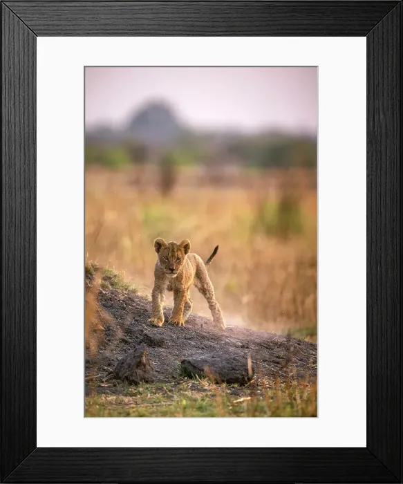 Framed Print : Lion, Hwange National Park, Zimbabwe Framed Print : Lion, Hwange National Park, Zimbabwe