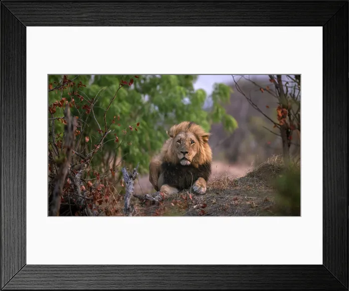 Framed Print : Lion, Hwange National Park, Zimbabwe Framed Print : Lion, Hwange National Park, Zimbabwe