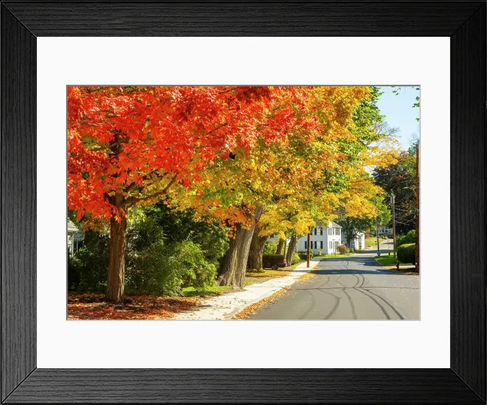 Framed Print : Fall colours, Ipswich, Massachusetts, USA Framed Print : Fall colours, Ipswich, Massachusetts, USA