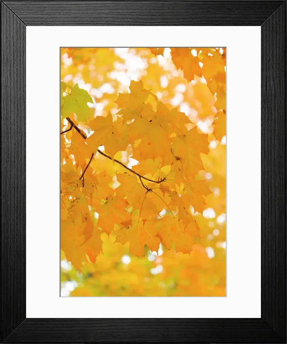 Framed Print : Maple leaves in Fall, Newfane, Vermont, USA Framed Print : Maple leaves in Fall, Newfane, Vermont, USA