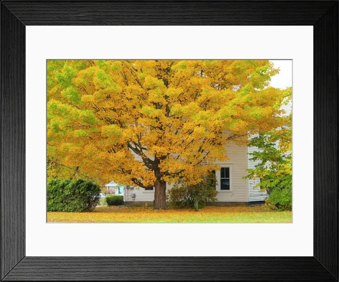 Framed Print : Aututmn tree, Newfane, Vermont, USA