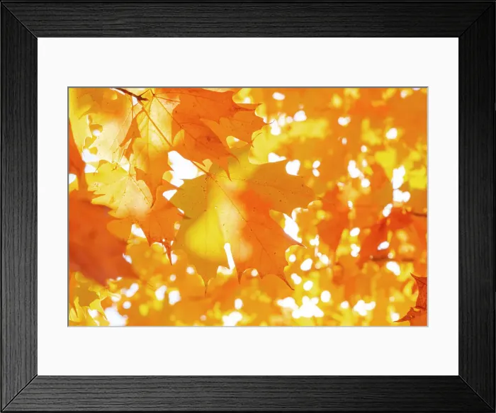 Framed Print : Maple leaves in Fall, Peacham, Vermont, USA Framed Print : Maple leaves in Fall, Peacham, Vermont, USA