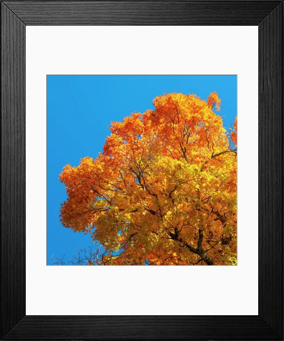 Framed Print : Maple tree, Peacham, Vermont, USA Framed Print : Maple tree, Peacham, Vermont, USA