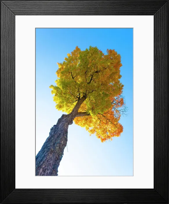 Framed Print : Maple tree, Peacham, Vermont, USA Framed Print : Maple tree, Peacham, Vermont, USA