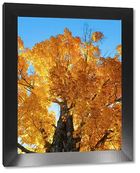 Maple tree, Peacham, Vermont, USA
