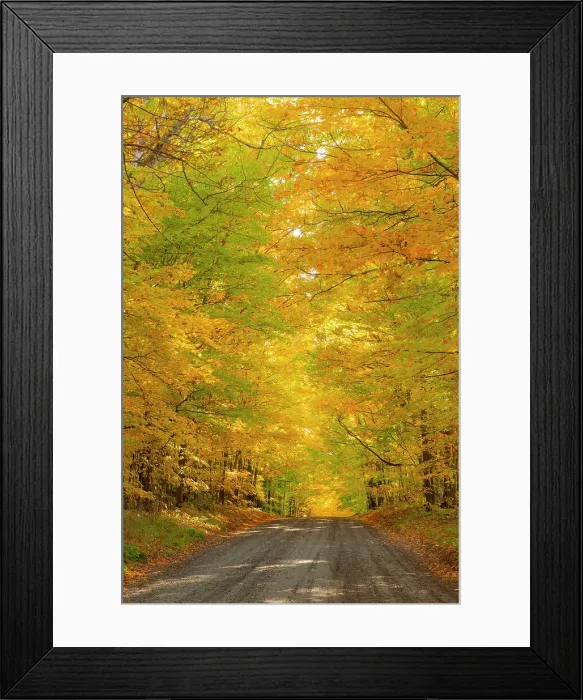 Framed Print : Track through woods near Peacham, Vermont, USA Framed Print : Track through woods near Peacham, Vermont, USA