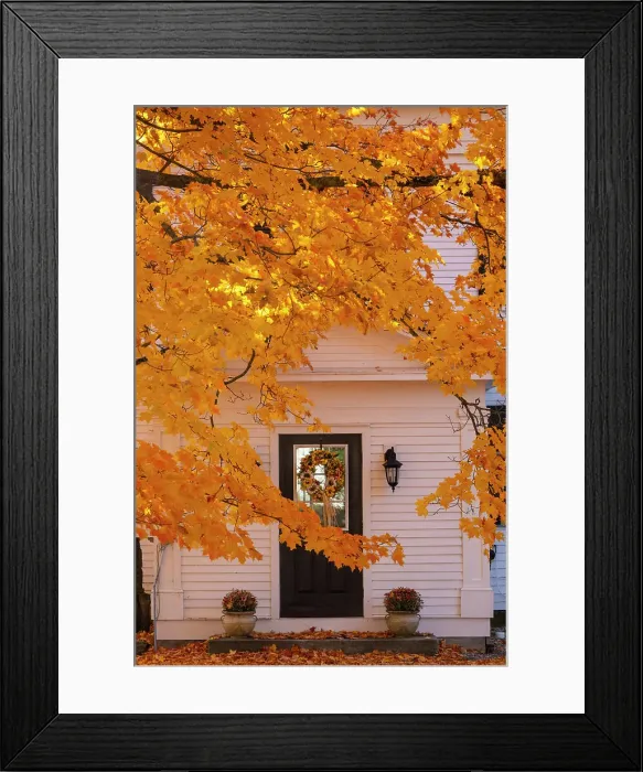 Framed Print : Maple tree and white house, Peacham, Vermont, USA Framed Print : Maple tree and white house, Peacham, Vermont, USA