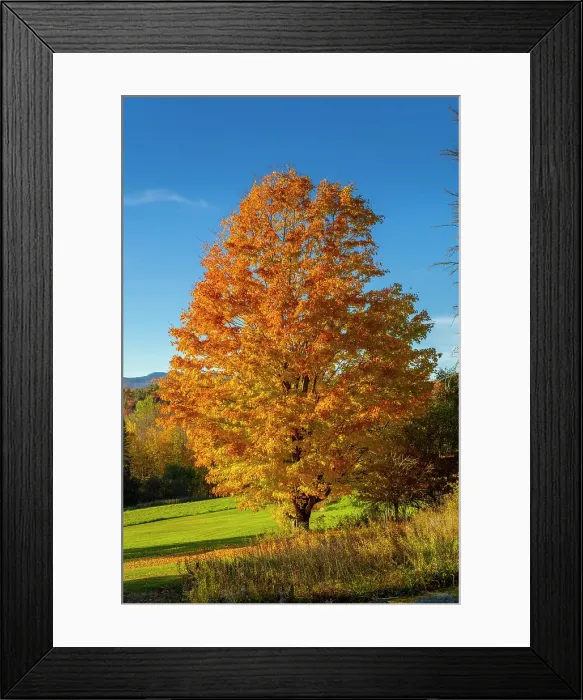 Framed Print : Maple tree, Vermont, USA Framed Print : Maple tree, Vermont, USA