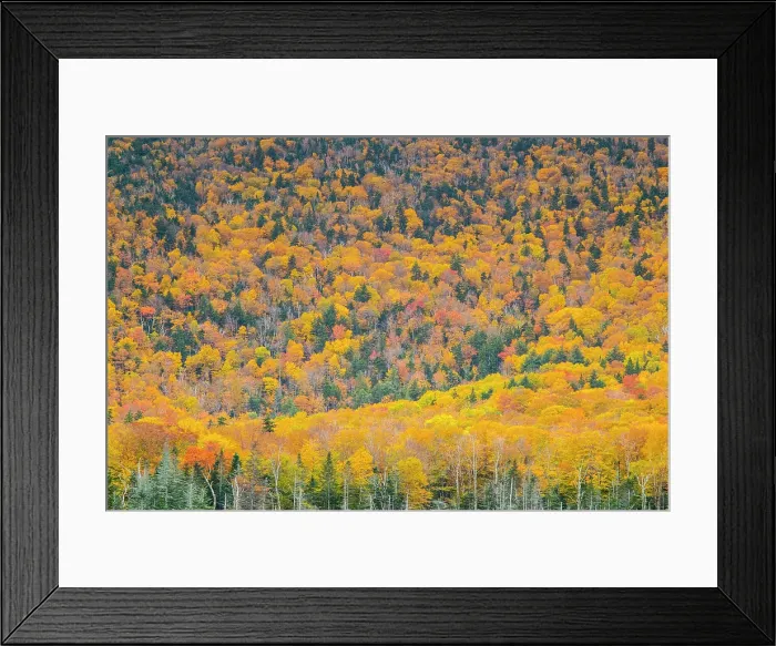 Framed Print : Forest near Route 112, New Hampshire, USA Framed Print : Forest near Route 112, New Hampshire, USA