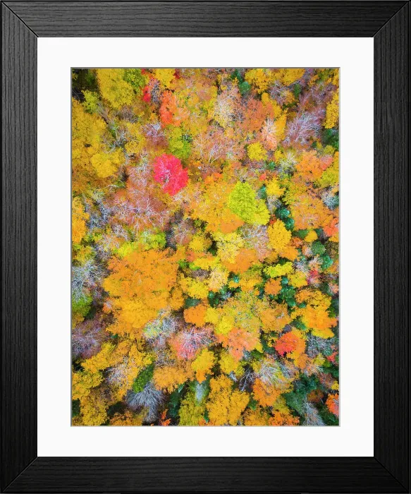 Framed Print : Overhead view of forest in the fall, New Hampshire, USA Framed Print : Overhead view of forest in the fall, New Hampshire, USA