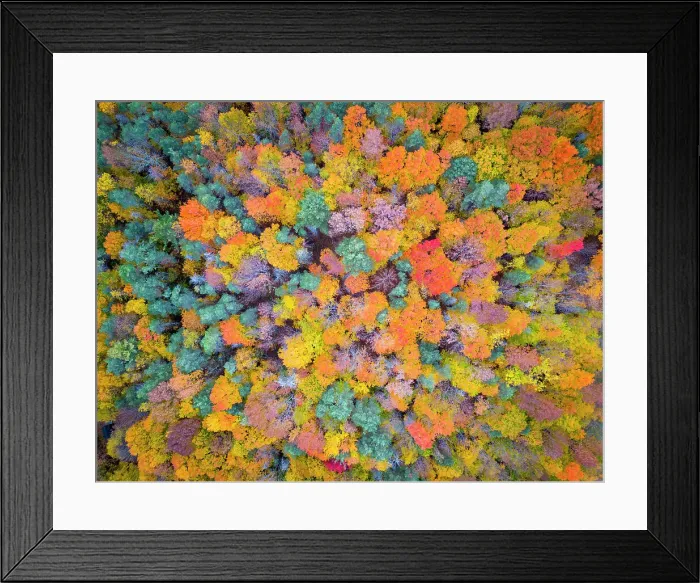 Framed Print : Overhead view of forest in the fall, Vermont, USA Framed Print : Overhead view of forest in the fall, Vermont, USA