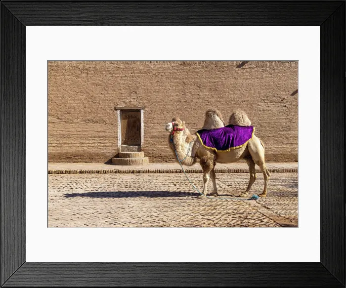 Framed Print : Uzbekistan, Khiva, a camel stands in front of the Mohammed Rakhim Khan Madrassah Framed Print : Uzbekistan, Khiva, a camel stands in front of the Mohammed Rakhim Khan Madrassah