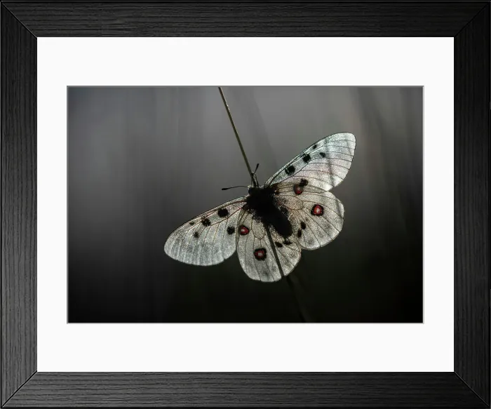 Framed Print : Apollo (Parnassius apollo), warming in morning sun, Rhodope Mountains, Bulgaria Framed Print : Apollo (Parnassius apollo), warming in morning sun, Rhodope Mountains, Bulgaria