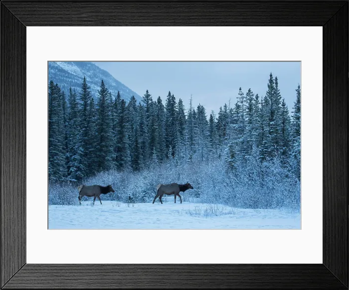 Framed Print : Canada, Alberta, Banff National Park